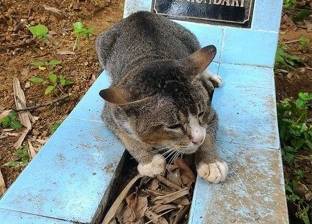 بالصور| قطة تحرس مقبرة صاحبتها منذ وفاتها قبل عام