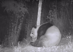 بالفيديو| تصوير ليلي يظهر "عفوية الباندا"