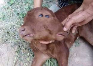 بالفيديو| ولادة بقرة برأسين و4 عيون وفمين في الصين