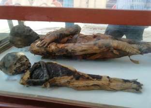 "الآثار" تعلن الكشف عن مقبرة بها 50 مومياء في سوهاج
