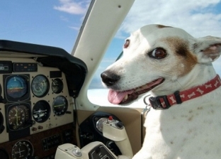 كلب يعلق مسافر في نافذة الطائرة