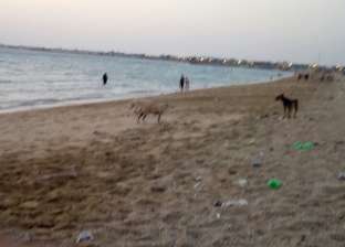 بالصور| انتشار ظاهرة الكلاب الضالة بمدن جنوب سيناء