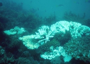 دراسة: موجات الحر البحرية تلحق أضرارا جسيمة بالشعب المرجانية