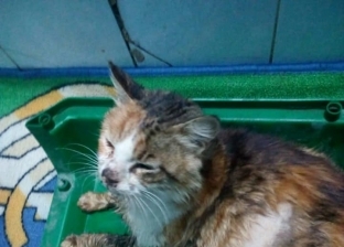 قصة «قطة» صدمها سائق وهرب: أصيبت بشلل ومات توأم في بطنها