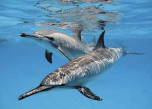 الـ"BBC" تنتهى من تصوير فيلم قصير عن حياة الدلافين بمحميات البحر الأحمر