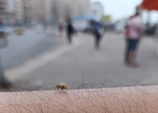 من النمل الأبيض لـ«الدعسوقة».. الإسكندرية موطنًا لحشرات الصيف (فيديو)