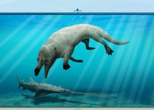 أستاذ حفريات: الحيتان عاشت على اليابسة منذ 55 مليون سنة