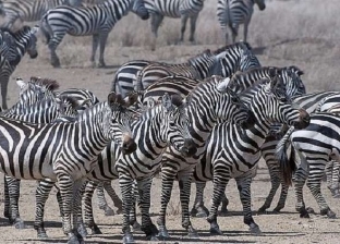 مصور يلتقط مشاهد لـ"حمار وحشي أشقر" في تنزانيا
