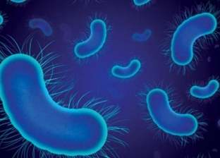 دراسة حديثة تكشف وجود بكتيريا في جسم الإنسان تتميز بقدرات خارقة