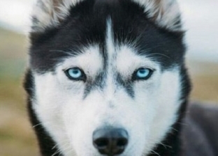 تعرف على سر تميز كلاب الهاسكي بالعيون "الزرقاء"