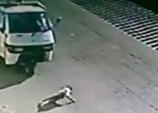 سجن سائق بتهمة قتل "كلب" عمدا.. و"حماية الحيوان":إدانة مهمة جدا ونادرة