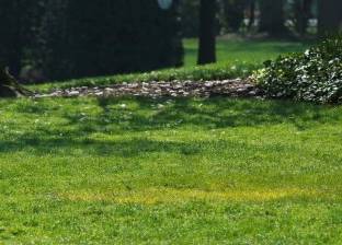 سر اختفاء شجرة "البلوط" من حديقة البيت الأبيض