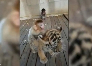 علاقة صداقة غريبة بين قرد وشبل نمر: اتربوا مع بعض (فيديو)