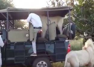 بالفيديو| أسد أبيض "ودود" يقفز داخل سيارة مليئة بالسياح