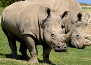 ولادة أنثى وحيد القرن المهدد بالانقراض في فلوريدا