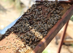 ارتفاع أسعار السكر بسبب أزمة في إنتاج النحل.. والمنتجون: نحتاج 30 ألف طن لتغذيته خلال فصل الشتاء