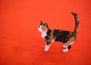 قطة تخطف الأنظار على السجادة الحمراء بمهرجان القاهرة السينمائي (صور)