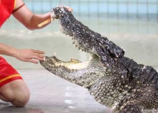 تمساح أمريكي "يخطف" طفلا في منتجع ديزني