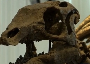 بالفيديو| عرض هياكل ديناصورات للبيع بمزاد علني في باريس