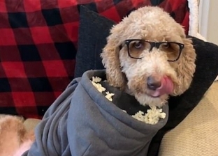 بالفيديو| دلع الكلاب.. "فالور" يعشق التلفاز ومدمن "فشار"