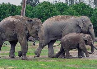 مصرع طفلة في حديقة الحيوانات بالرباط بسبب اللعب مع أنثى الفيل