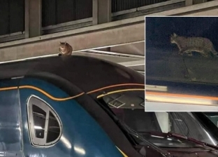 نقل ركاب قطار لآخر بعد رفض قطة النزول من فوقه: خوفنا على حياتها