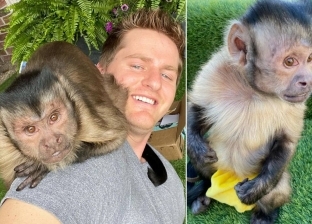 القرد جورج بوي ومالكه.. أشهر حيوان على تيك توك: يمتلك 18 مليون متابع