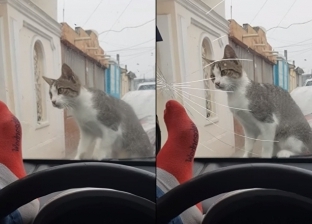 بالفيديو| حاول إخافة قطة فكسر زجاج سيارته