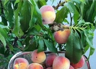 «الخوخ السيناوي» بدون مبيدات ويسقى على مياه المطر، الفاكهة الأولى بسيناء