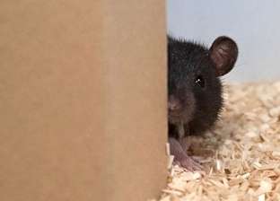 "العب يا فار".. دراسة علمية: الفئران تستمتع بلعبة "الاستغماية"