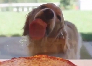 بالفيديو| كلب جائع يلعق زجاج مطعم بيتزا في لوس أنجلوس