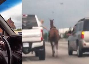 بالفيديو| على طريقة الكاوبوي.. امرأة توقف حصانا هاربا على طريق سريع