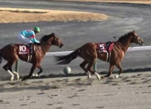 حصان يفوز في سباق طوكيو بدون فارسه.. عبر خط النهاية «فيديو»