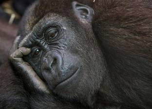 محكمة ترفض نقل شمبانزي لحديقة الحيوان: لا يتمتع بحق البشر في الحرية