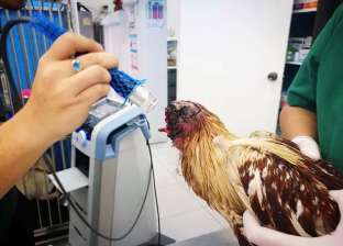 بالفيديو| صدق أو لا تصدق.. دجاجة مرعبة تعيش 7 أيام بعد قطع رأسها