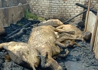 نفوق 10 رؤوس ماشية في حريق بحظيرة مواشي بالغربية
