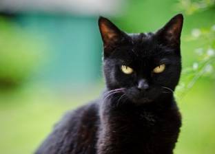 رعب ممتد من 5 قرون.. لهذا السبب يكره الناس القطط السوداء