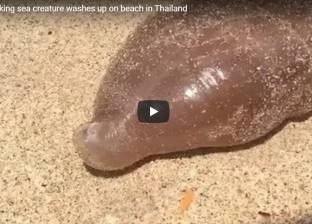 بالفيديو| العثور على "خيار البحر" بساحل في تايلاند: رفض إعادته للمياه