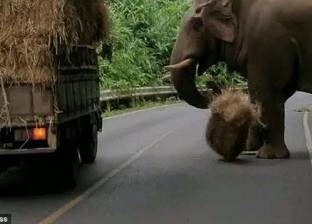 بالفيديو| فيل يستوقف شاحنة ويستولي على حمولتها في تايلاند