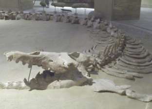 من متحف الحيتان إلى متحف التماسيح.. حفريات قدّسها الفراعنة وخلدها الزمان