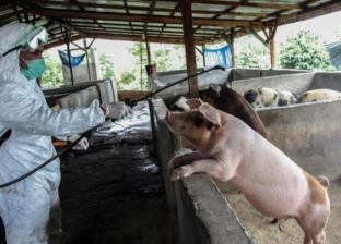 10 معلومات عن حمى الخنازير الأفريقية القاتلة بعد انتشارها في الصين