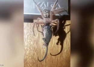 صور| عنكبوت يلتهم فأر قزم في استراليا.. ومدير متحف: أمر نادر الحدوث