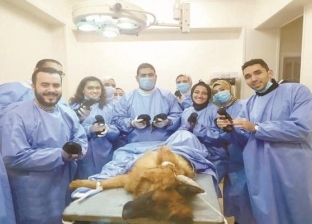 أستاذ طب بيطري: نجاح عملية قيصرية لكلبة «شيبرد» وضعت 9 كلاب