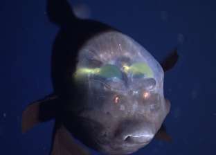 رصد سمكة مدهشة تشبه الكائنات الفضائية: رأسها شفاف مثل «الجيلي»