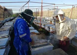 الزراعة تصدر توصيات هامة لمربيي النحل لمواجهة الطقس السيئ