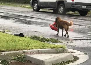 بالصور| "كلب" يتجول وحيدا حاملا معه طعامه خلال العاصفة "هارفي"