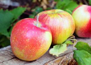 تغيرات في المناخ.. نضج ثمار التفاح بالنرويج قبل أوانه