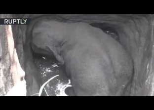 بالفيديو| عملية إنقاذ مؤلمة لفيل صغير سقط في بئر عميق
