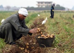 وكيل "معلومات المناخ": زراعة البطاطس في أغسطس يؤدي لانهيار المحصول