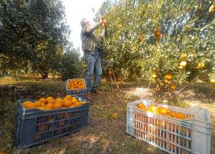 «الزراعة» تحذر من ظاهرة تشقق ثمار البرتقال خلال الخريف.. 7 حلول